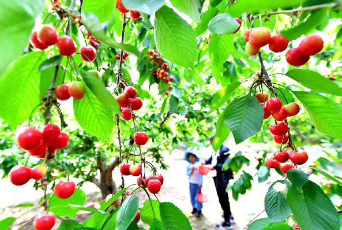 通州景观绿化设计优化及合理建议,北京通州生态规划