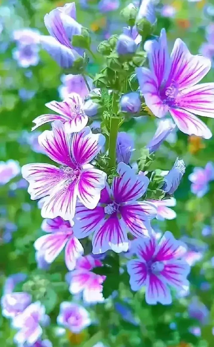 庚子日柱2023年癸卯年运势,癸卯年2023年哪个月出生最好