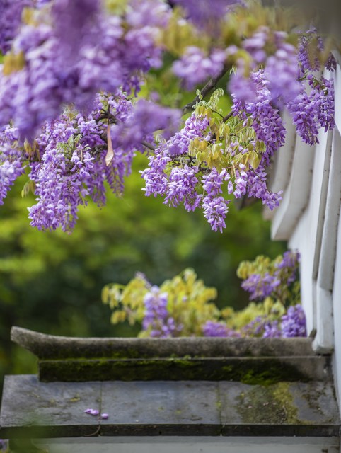 紫藤花成都周边,成都1号桥紫藤花