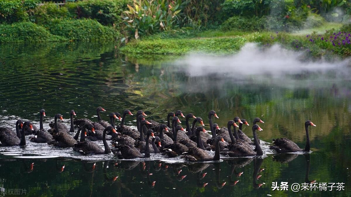 长鹿和长隆动物园哪个更适合幼儿,顺德长鹿与广州长隆动物园