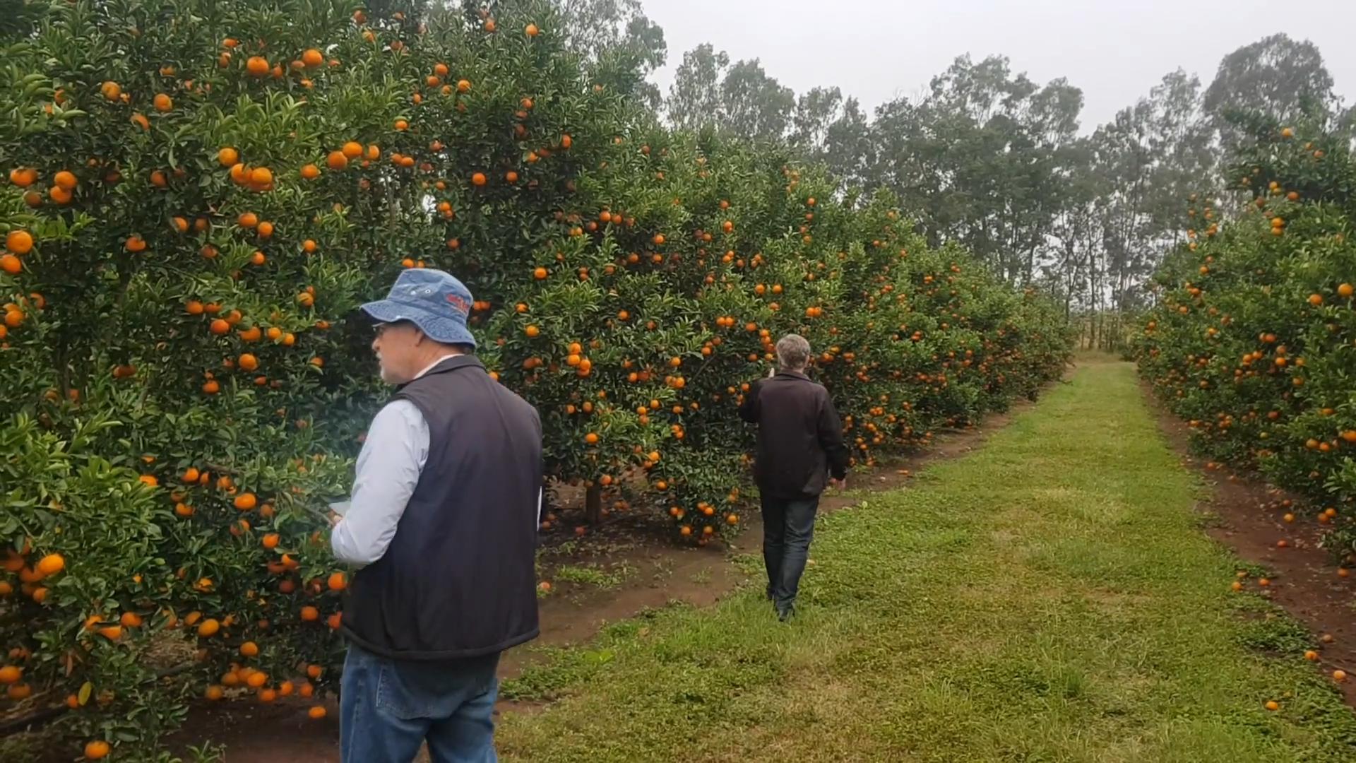 台湾水果滞销10万斤,茂谷柑销量