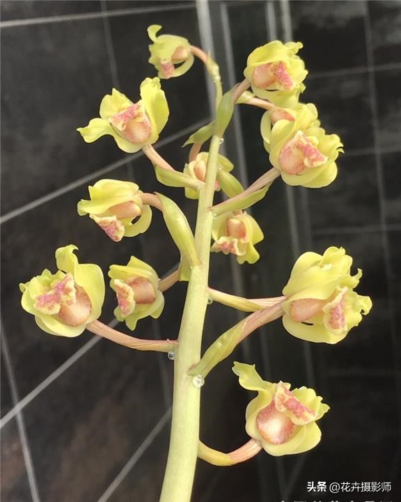 一个老师傅养了一盆兰花,最近很火的奇特兰花