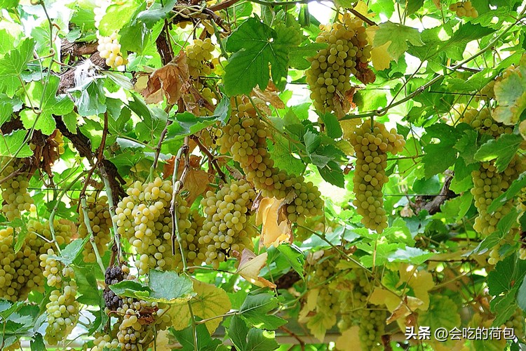 全国哪种葡萄最好吃,什么葡萄好吃产量又高排行前十名
