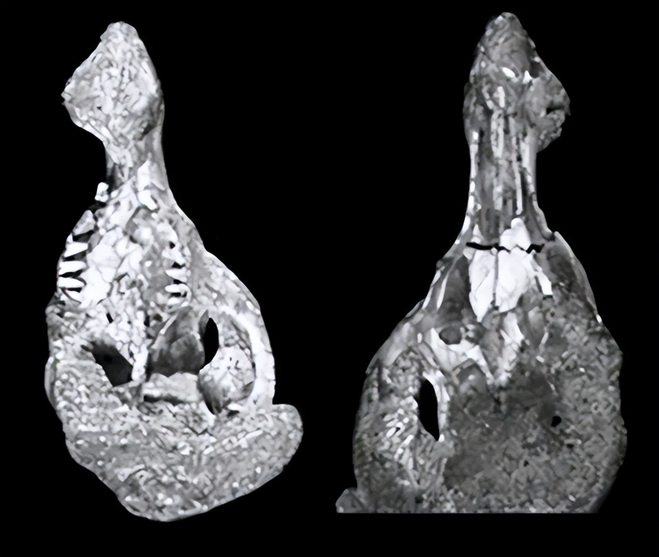 各种古生物化石图片,神秘的地球古生物昆虫化石