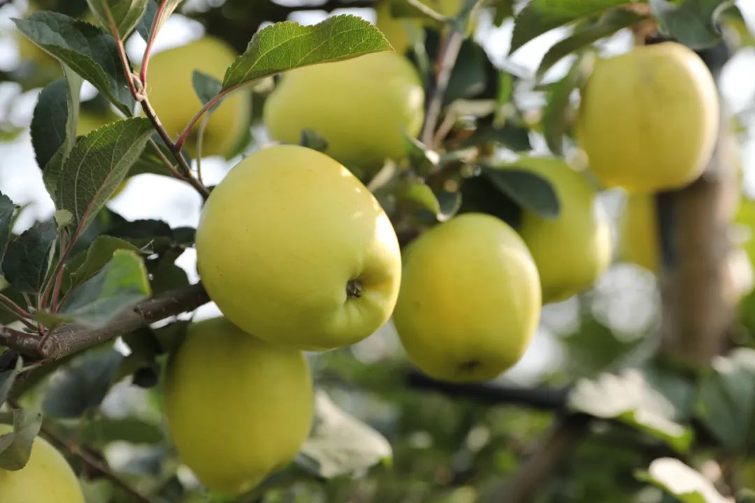 我是灵台，这是我的名片