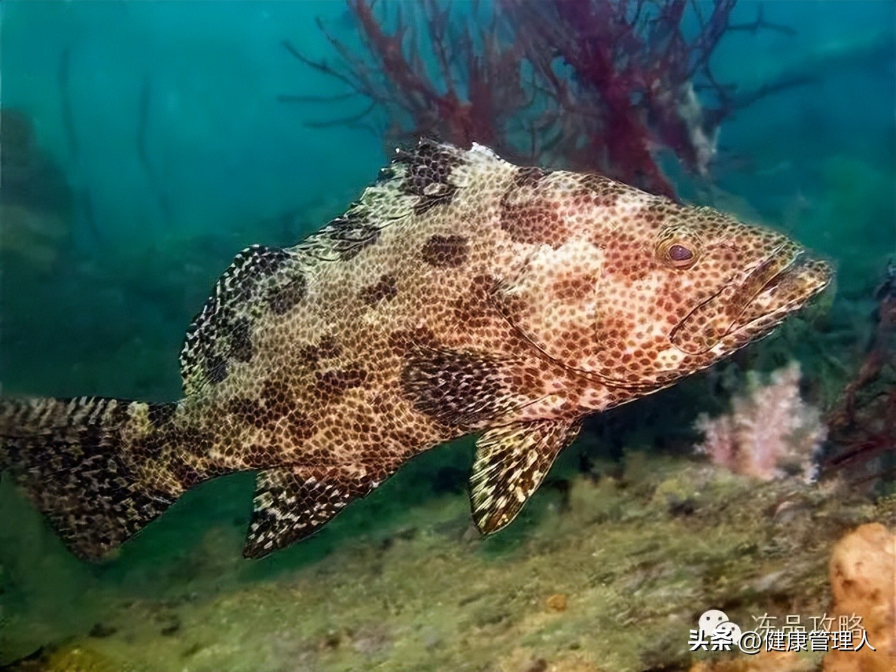 美容护肤食疗方案,美容护肤养生介绍