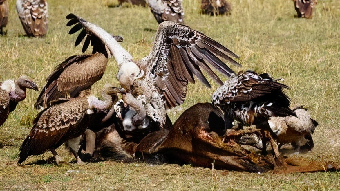仅用45分钟，女驴友只剩一副白骨，一向温和的秃鹫突然性情大变？