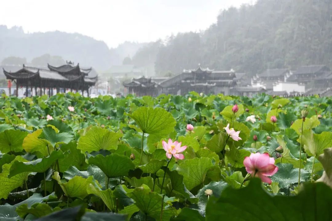 最经典十首古诗词,古诗词十大经典诗句