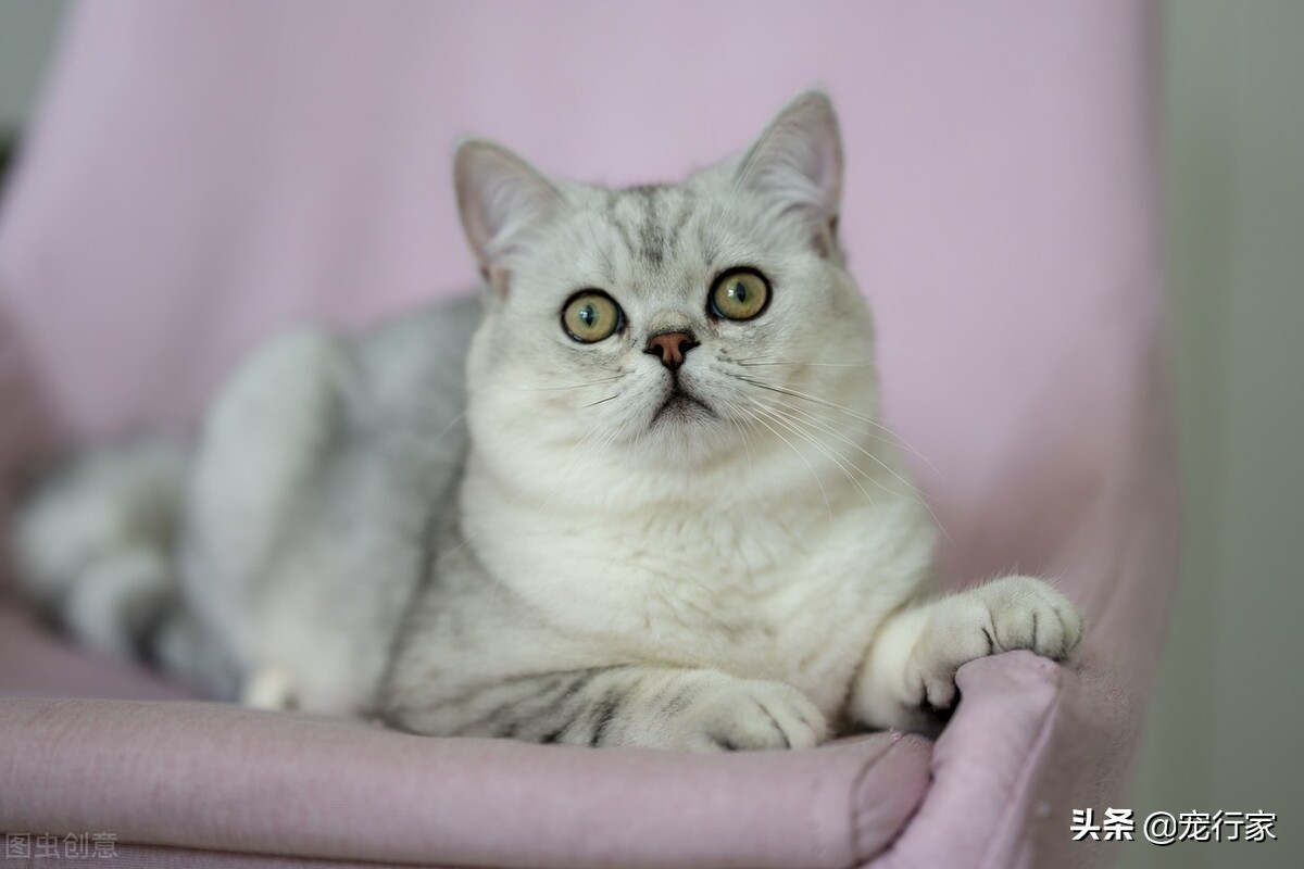 猫条属于零食吗,猫条是有营养还是没营养