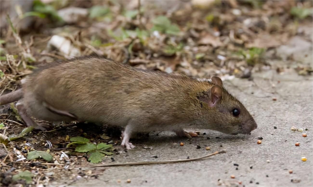 动物在交配前，为啥会先闻对方的屁股，小小肛门释放了多少信息？