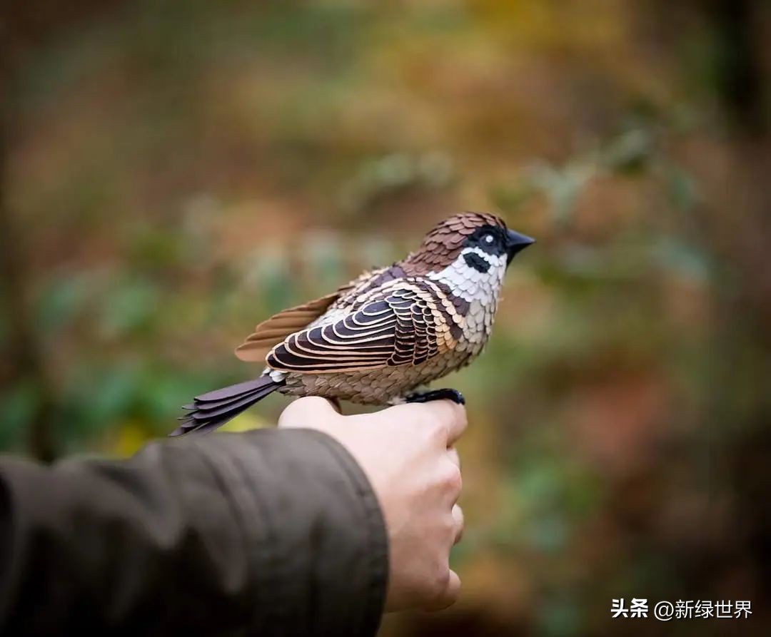一组纸艺作品,令人惊艳的纸艺作品