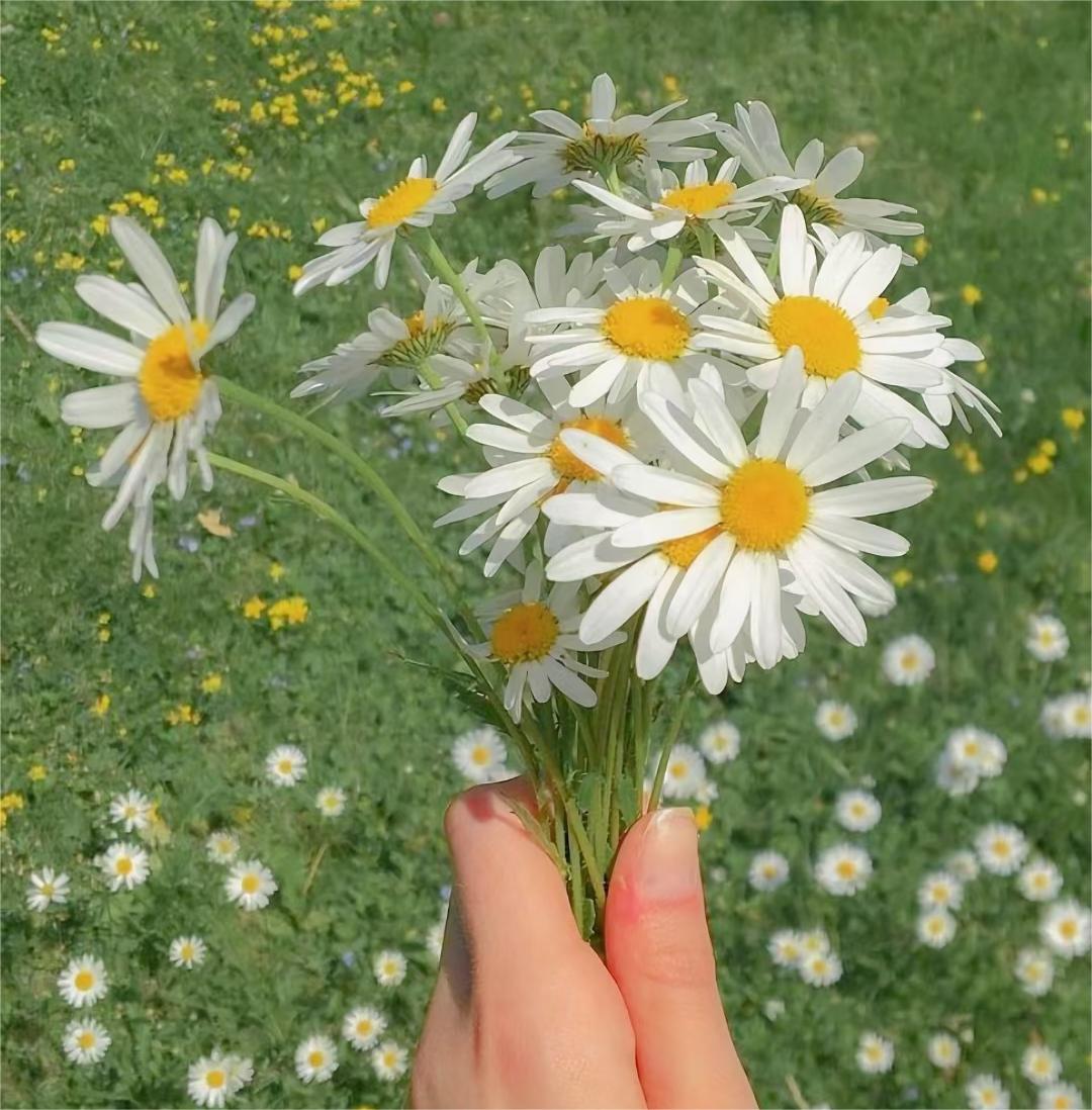 正清园小说项目违法吗,正清园小说项目靠谱么