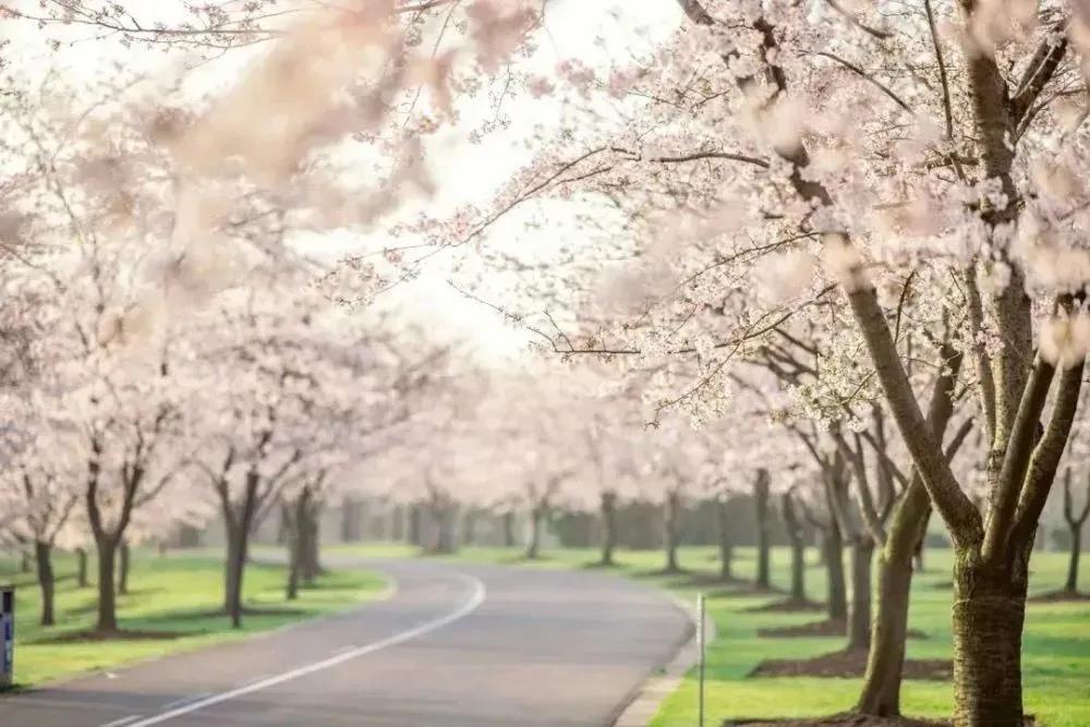 在温暖的春风里与樱花来场约会,赶在春天的末尾赴一场樱花之约