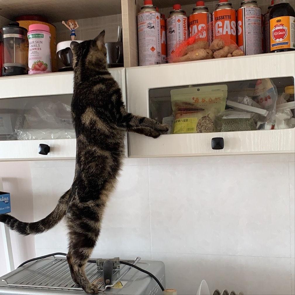 猫咪和人类相处得很好的原因,当猫和人类一起生活久了