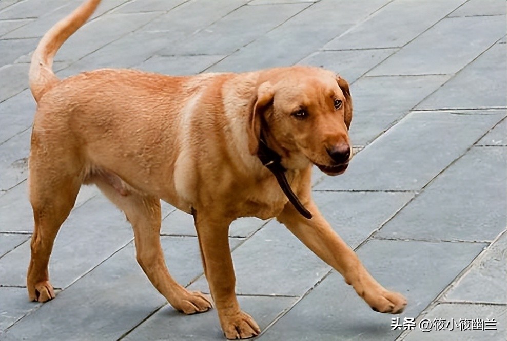 怎么分辨狗狗是骨折还是扭伤了,怎么分辨狗狗腿骨折还是受伤