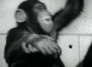 致死率100%！无药可救烹煮杀不死的朊病毒，感染后会有多恐怖？