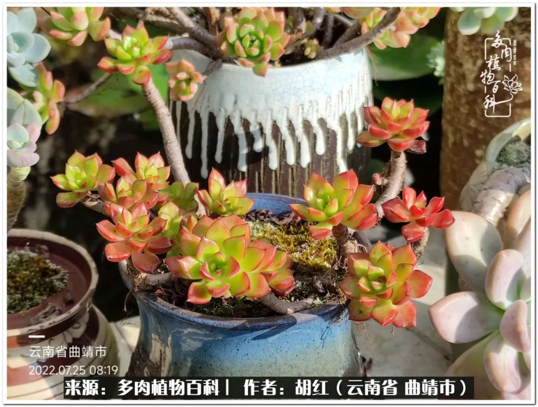 多肉植物里的糖,多肉生活的调味剂