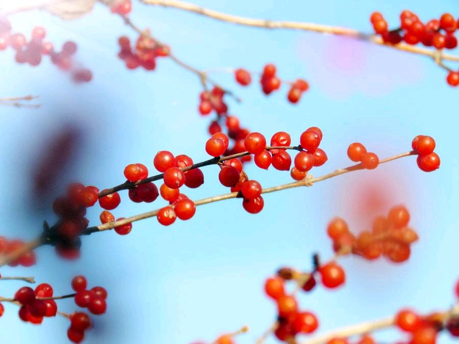 浜洪棿钖勫噳鍞忓槝涓嶅凡,浜洪棿钖勫噳澶╂动璺繙