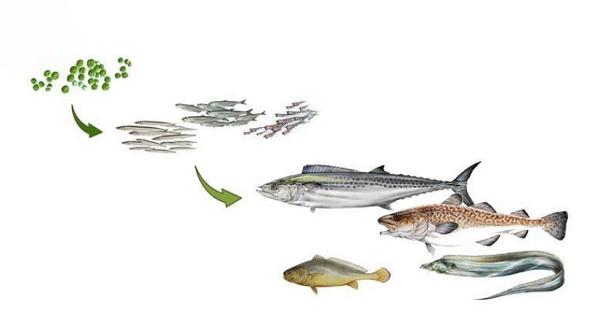 藻油DHA种类,脑黄金dha的藻油是什么样的