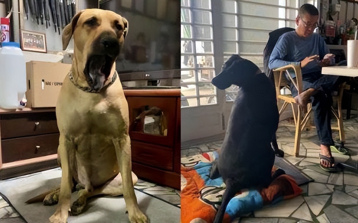 狗狗半夜狂吠被斥责，隔天回放视频感动，妈妈错怪你们了！