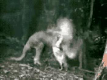 狗子看猫咪很轻松地就上去了，也学着来，结果把猫咪的窝给砸了