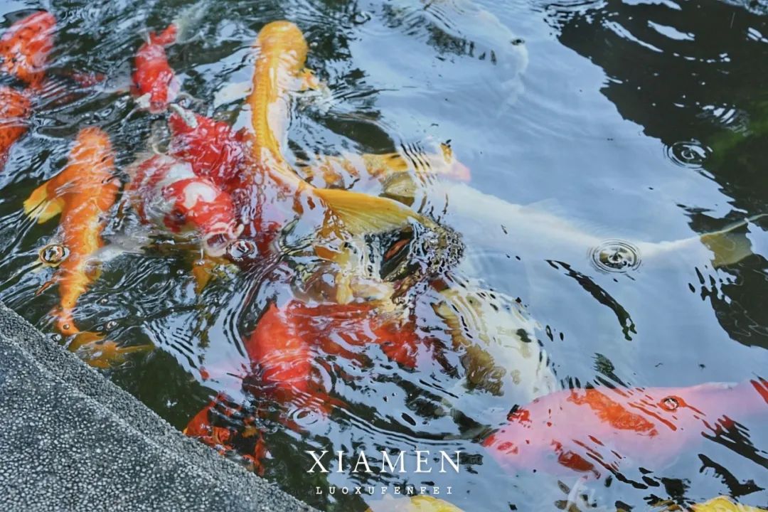 住进鼓浪屿百年老别墅,住进鹭岛酒店