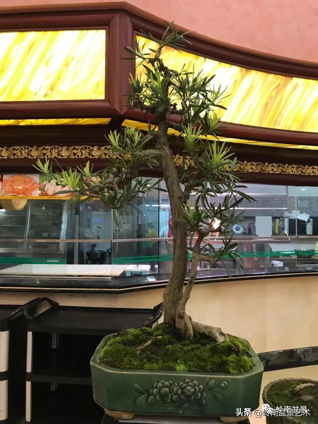 “不忘初心，开拓进取”——中山盆景协会第八届会员活动圆满成功