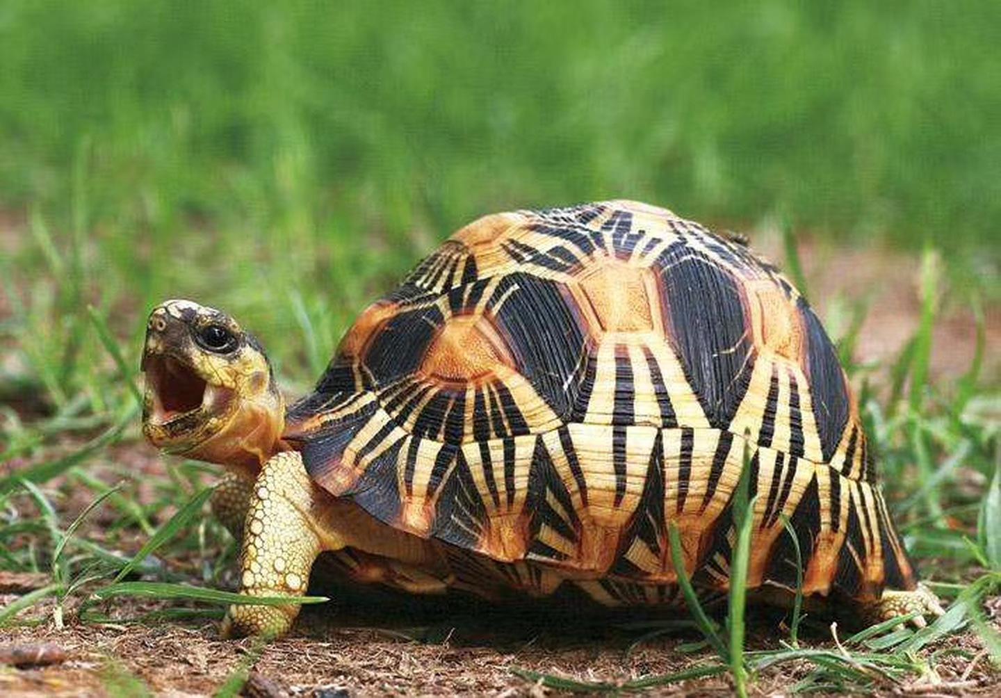用棉布给乌龟冬眠的好处,乌龟冬眠用椰土的好处和坏处