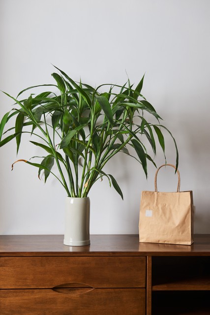 家里养富贵竹放哪个位置好,富贵竹摆放在家中什么地方最旺财