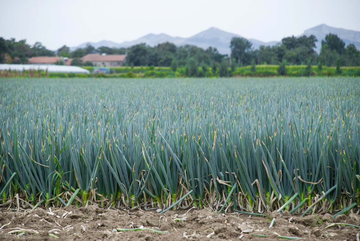 大葱种植业赚钱吗,大葱种植致富经