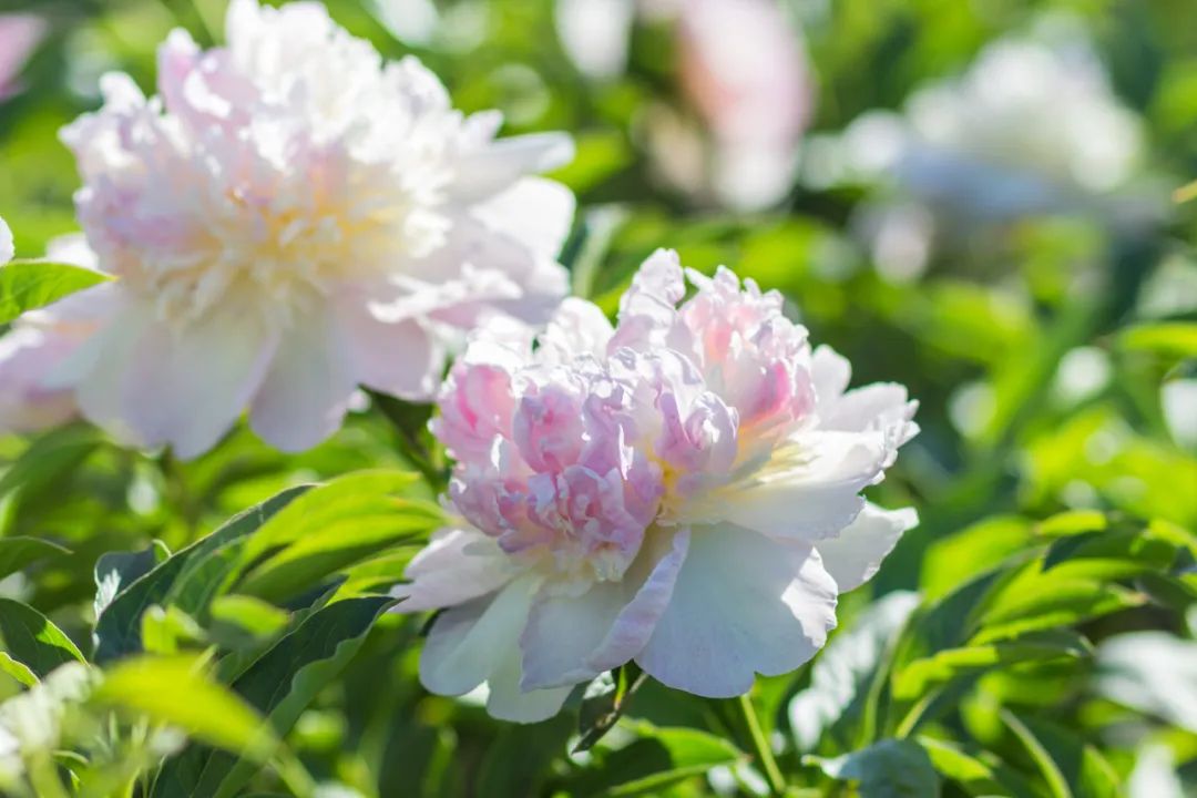 60首拥抱一场春雨的谷雨诗词,谷雨七绝诗100首