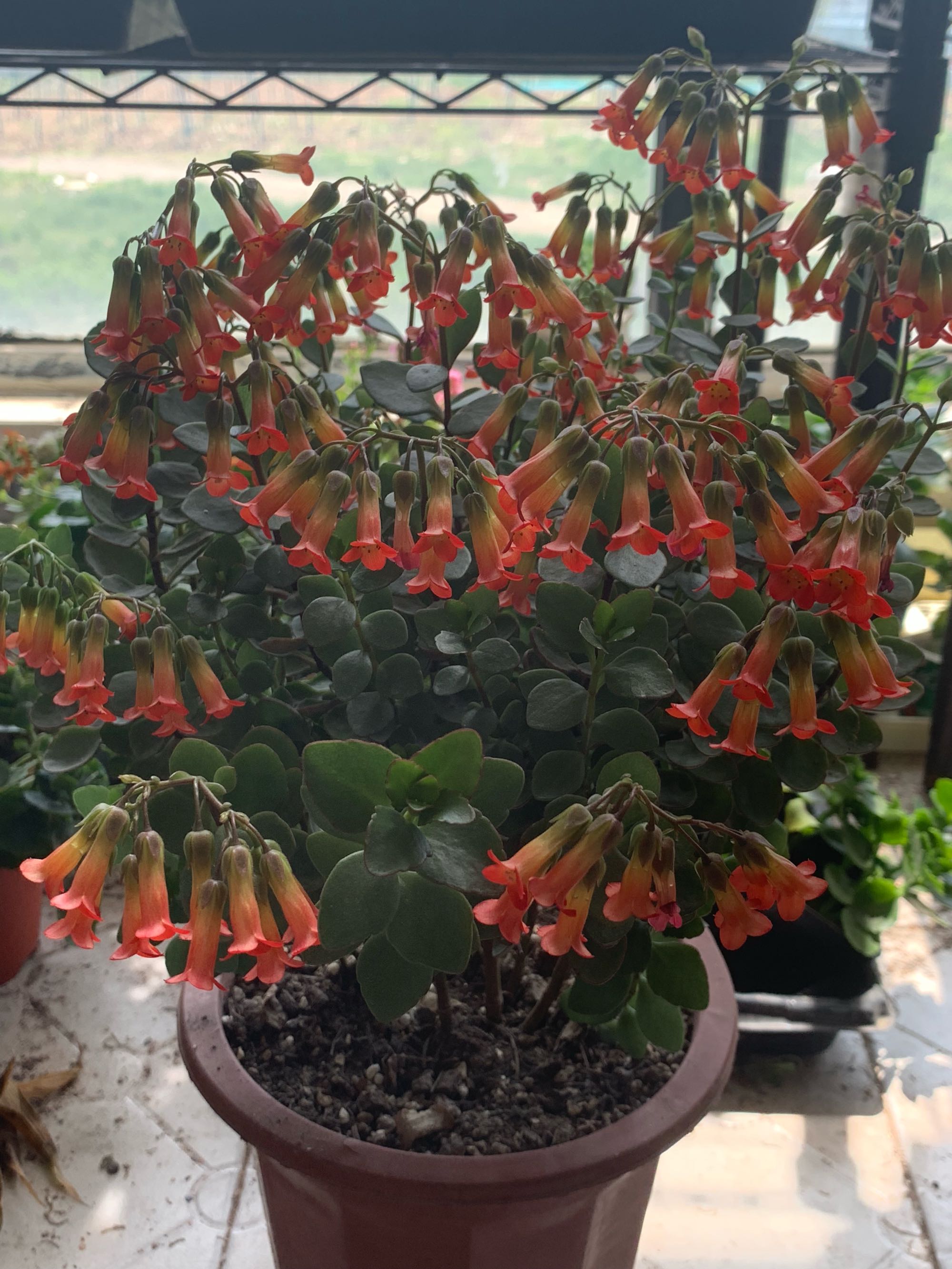 年宵花新品种有哪些名字,灯笼花的个性养护法