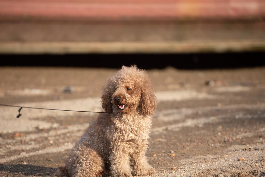 柯基比熊哪个聪明,柯基比熊博美哪个比较聪明