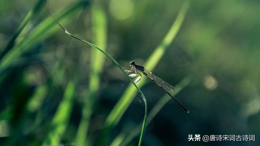 春天六个节气古诗,关于春天节气的古诗句