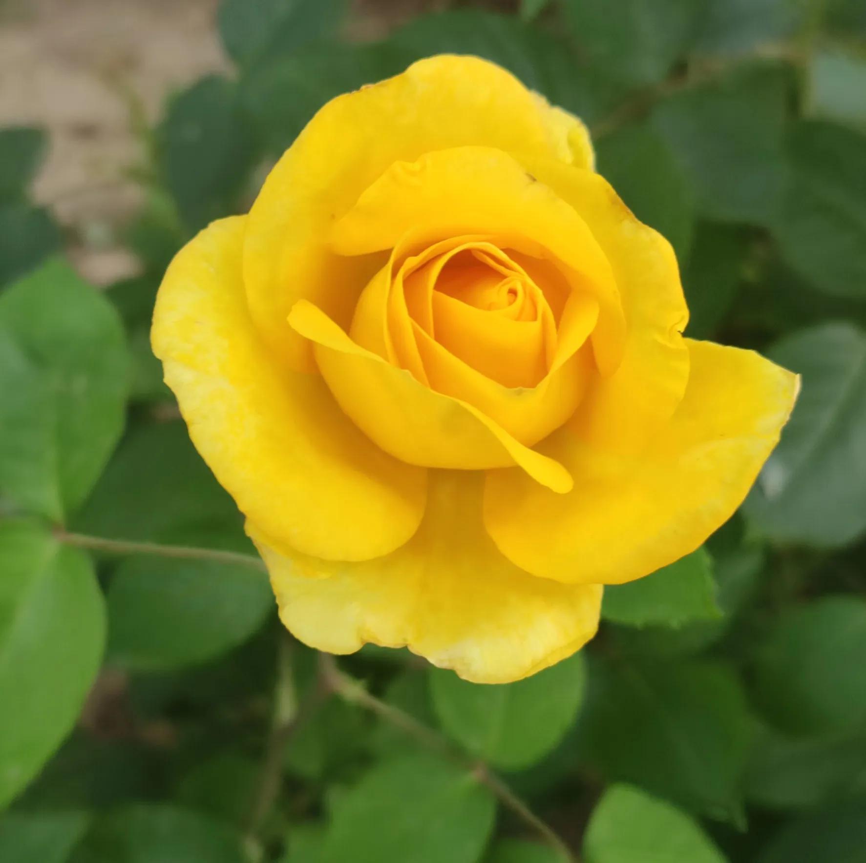 优秀作文：三个水杯，一段友谊