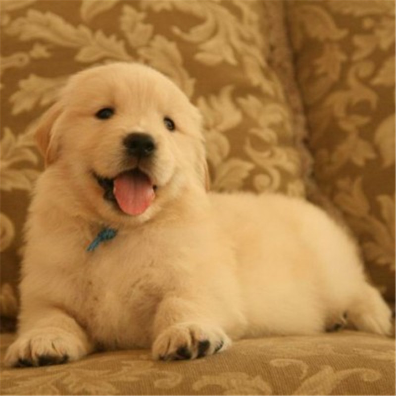 金毛价格多少钱一只,金毛价格一般多少