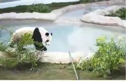 看世界杯有感,看世界杯足球比赛有感