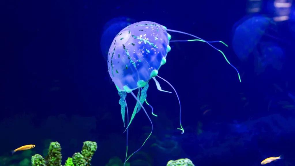 荧光斑马鱼夜光吗,蝶翼斑马鱼由来