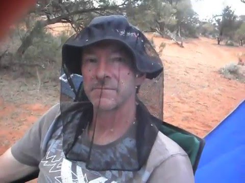 屎壳郎漂洋过海,屎壳郎出口澳大利亚时间