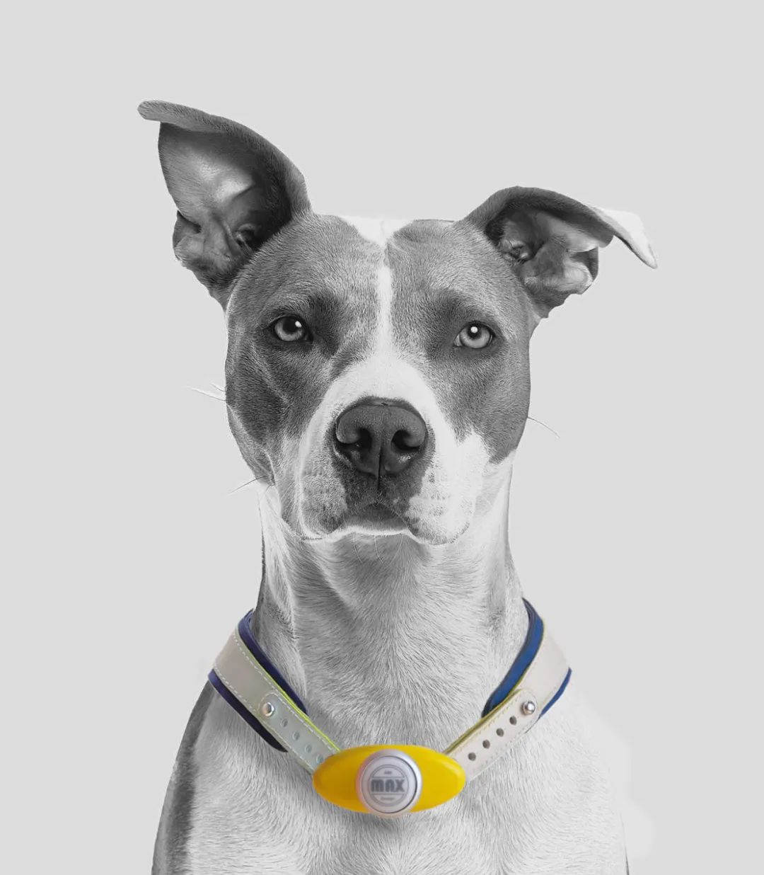 2022年iF设计奖：宠物用品类