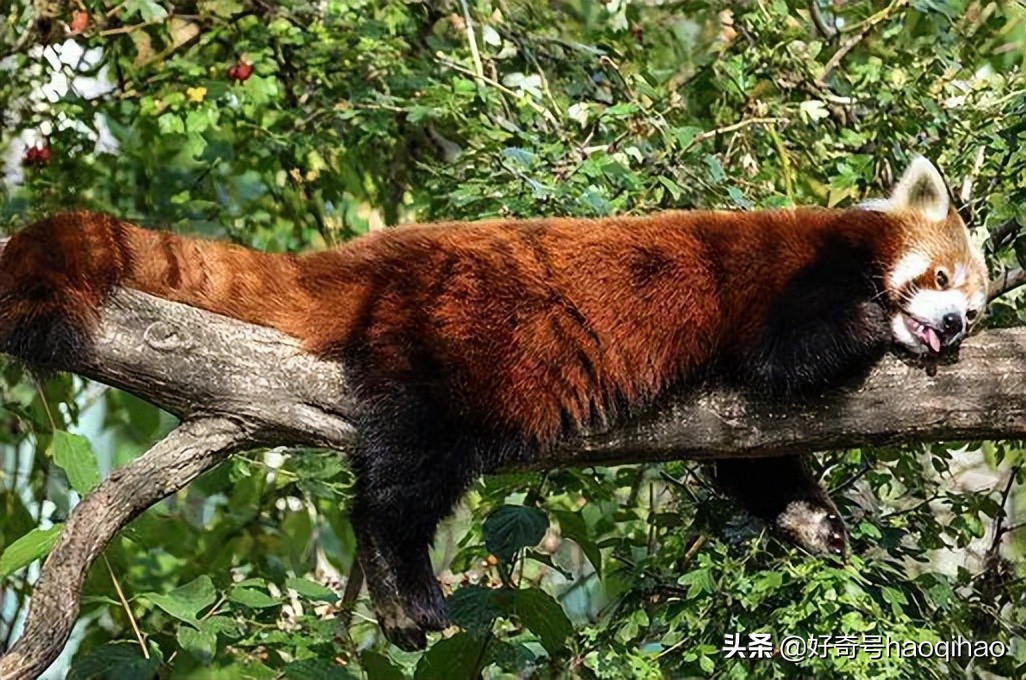 毁童年!干脆面上印的竟然不是小浣熊?