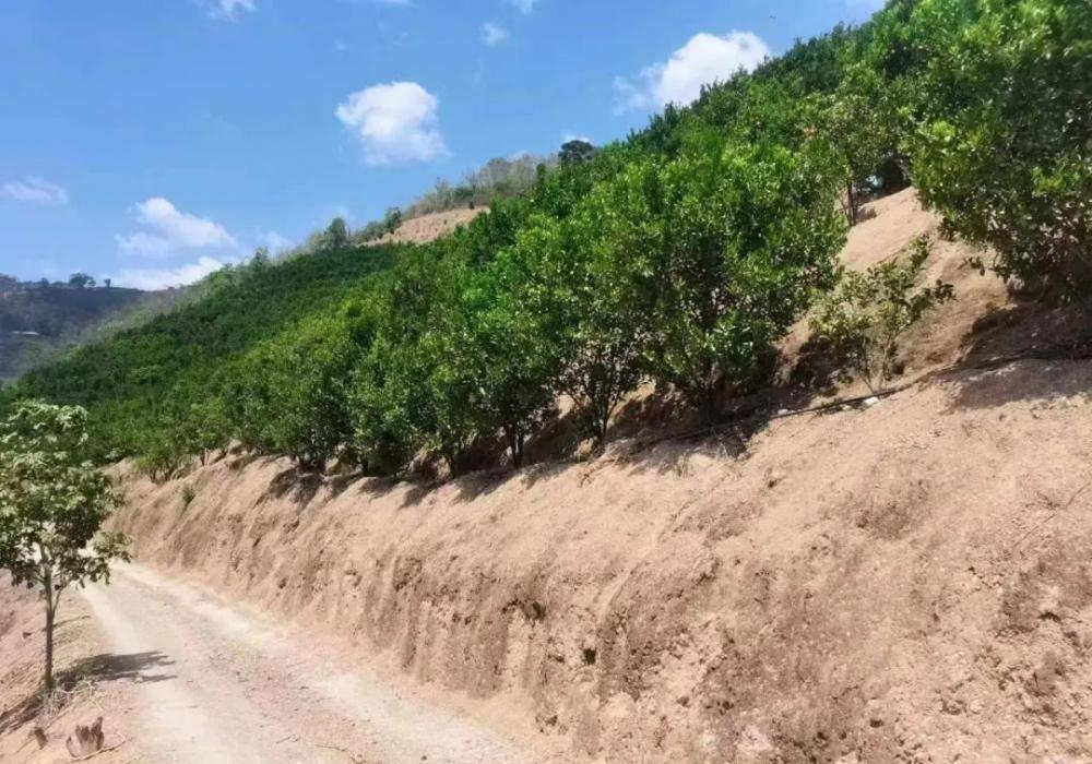 男子强奸大嫂获刑九年,男子强奸大嫂时获刑