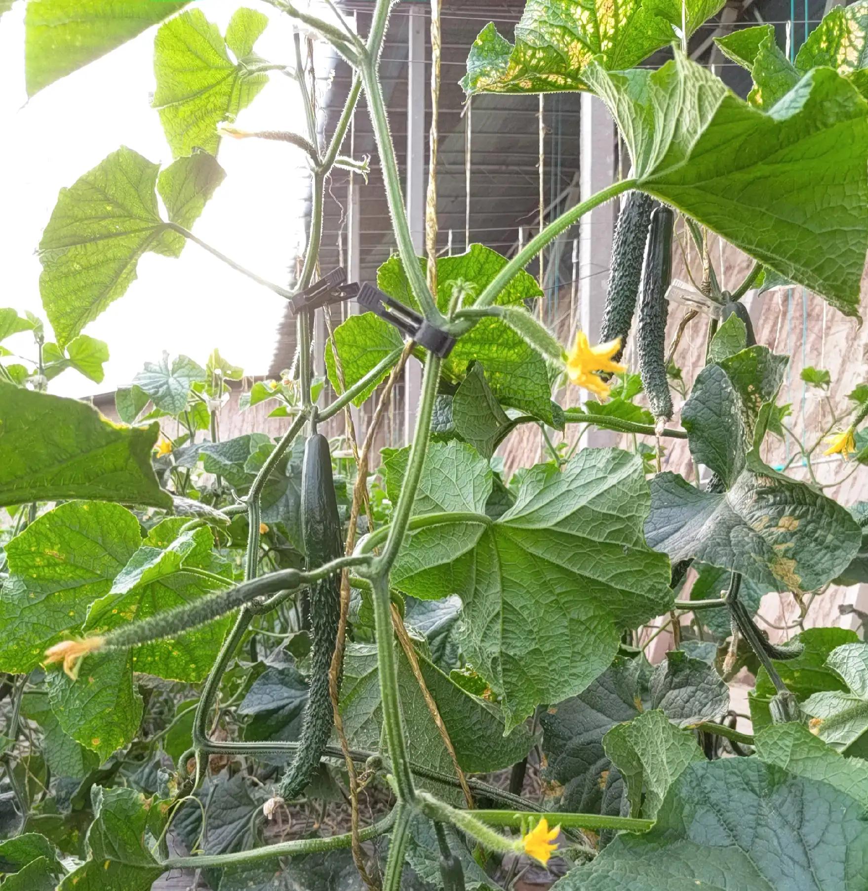 红糖酵母发酵液浇花的配制方法,红糖酵母液施用方法