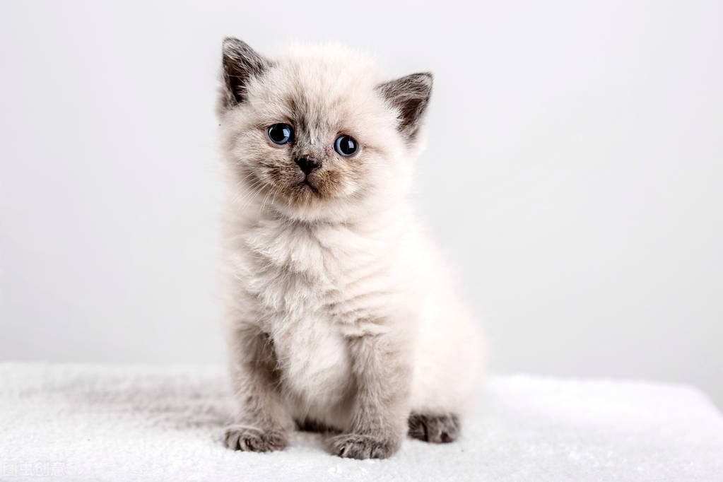 猫咪掉毛铲屎官们是怎么解决的,铲屎官有猫怎么处理