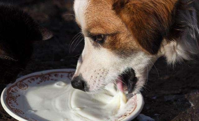 狗狗配种的4种方式,你知道几个?