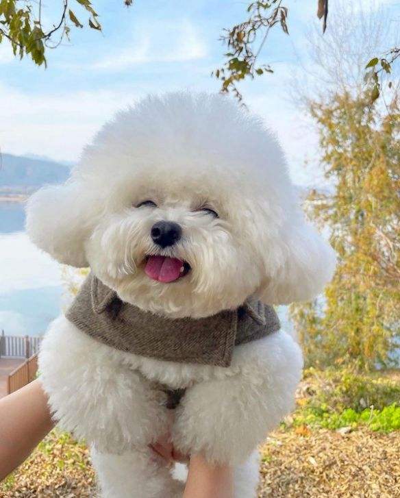 比熊犬的尴尬期是什么样子,比熊犬的缺点有哪些表现