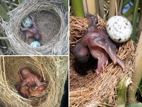 杜鹃鸟鸠占鹊巢的解释搞笑,鸠占鹊巢杜鹃鸟比鸟妈妈还大