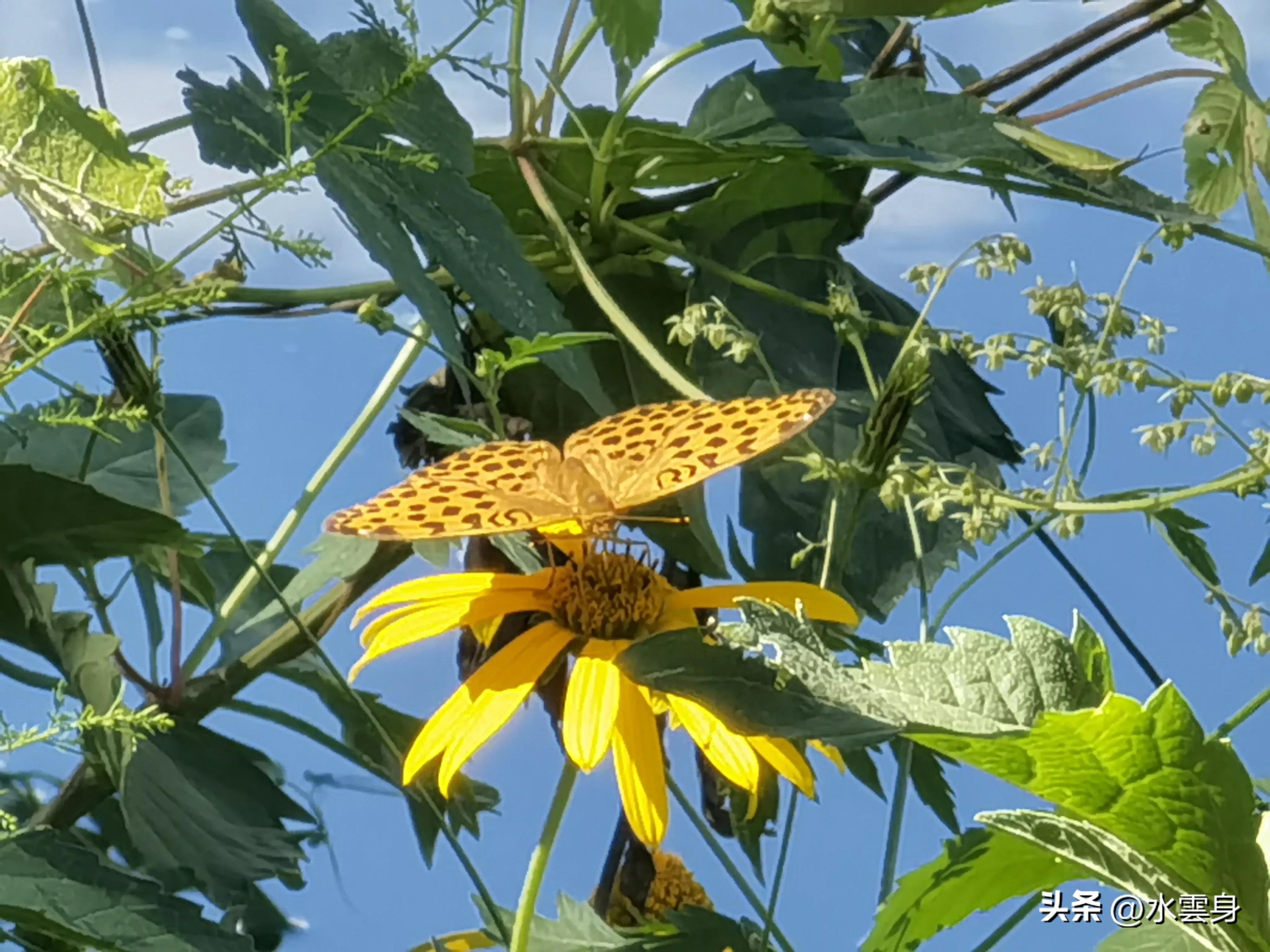 京郊赏花自驾游线路推荐,京郊免费景点一日自驾游路线攻略