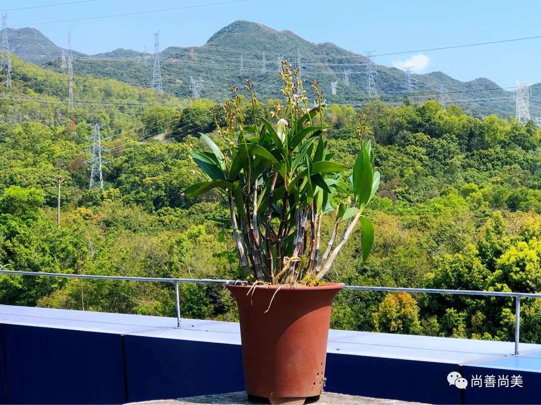 香水石斛兰花怎么养,家养香水石斛为什么不开花