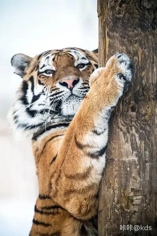 戏说老虎图文杂汇